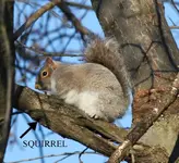 SQUIRREL copy.webp