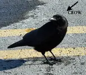crow copy.webp