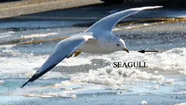 seagull copy.webp