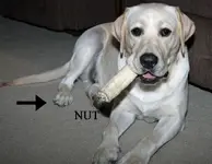 NUTDOG.webp