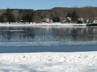 swans on the ice 013.webp