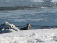 swans on the ice 004.webp