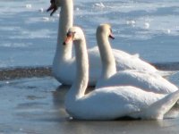 swans on the ice 006.JPG