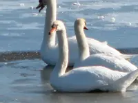 swans on the ice 006.webp