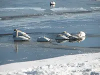 swans on the ice 010.webp