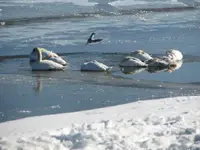 swans on the ice 011.webp