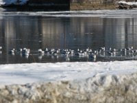 swans on the ice 002.JPG