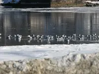 swans on the ice 002.webp