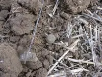 Ky Cuff In Dirt.webp