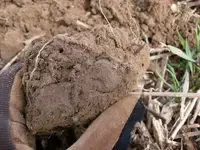 KY Coat 2 In Dirt.webp
