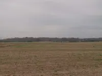 Rodeo In Field.webp