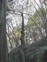 ant.webp