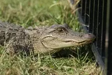 gator.webp