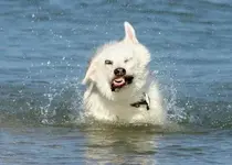 fd92008_100.webp