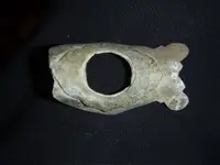 saddle.webp