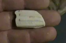 feb pipe frag1.webp