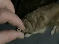 feb pipe stem3.webp