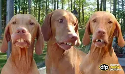 Jeremy, Tom and Teri , The Hillbillies.webp