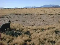 ufo landing site.webp