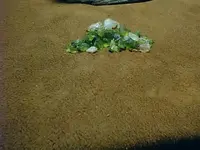 rocks.webp