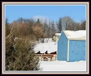 IMG_0854  Horses.webp