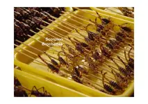BeijingFastFood2_Page_12.webp