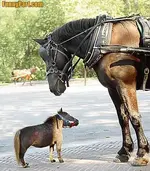 FunnyPart-com-mini_me.webp