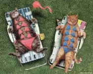 bikini.webp