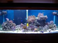 tank.webp