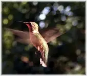 Hummingbird-Rufous..webp