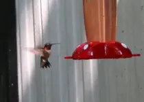 RUBY-THROATED HUMMINGBIRD..(archilochus colubris). NC 06.webp