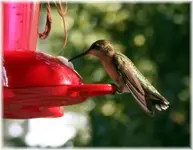 Rufous hum 06.webp