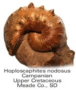 ammonitehoploscaphites.jpg