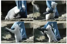 polar bear attack 1.webp
