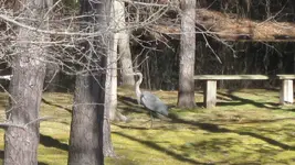 BlueHeron.webp