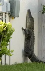 GatorClimbs.webp