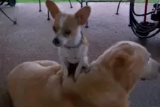 Pups.webp