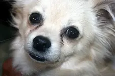 Spunky.webp