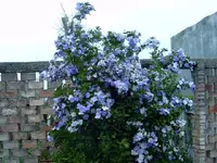 J2100098.webp