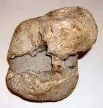 skull2.webp