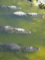 p214797-Everglades_National_Park_FL-Watching_the_alligators_in_the_Everglades.webp