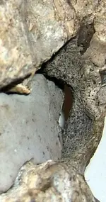 jaw-closeup.webp