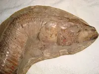 DSC00034.webp