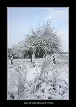 tree.webp
