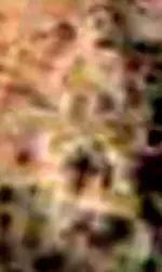 11111c1a.webp