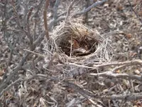 bird nest small.webp