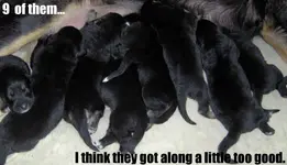9_pupies.webp