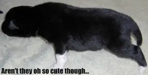 1_puppy.webp