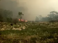 fire 2.webp