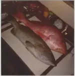 A fine catch.webp